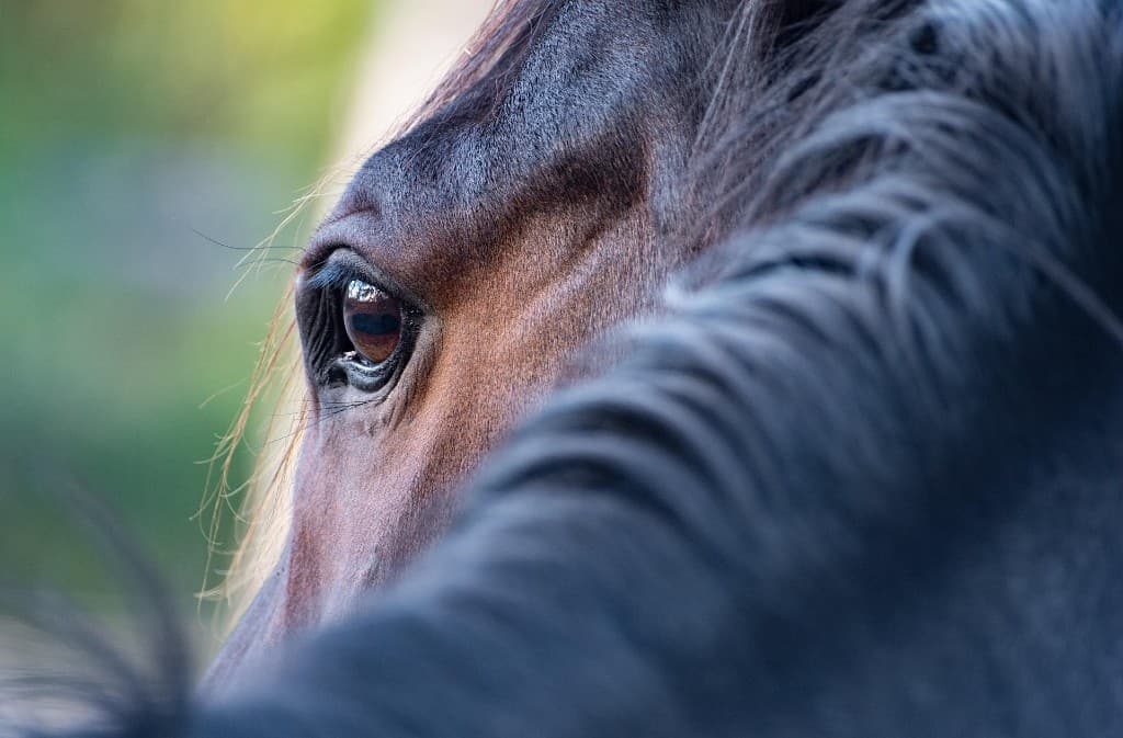 Illustration de l'événement : Grand Régional de Tourisme Equestre