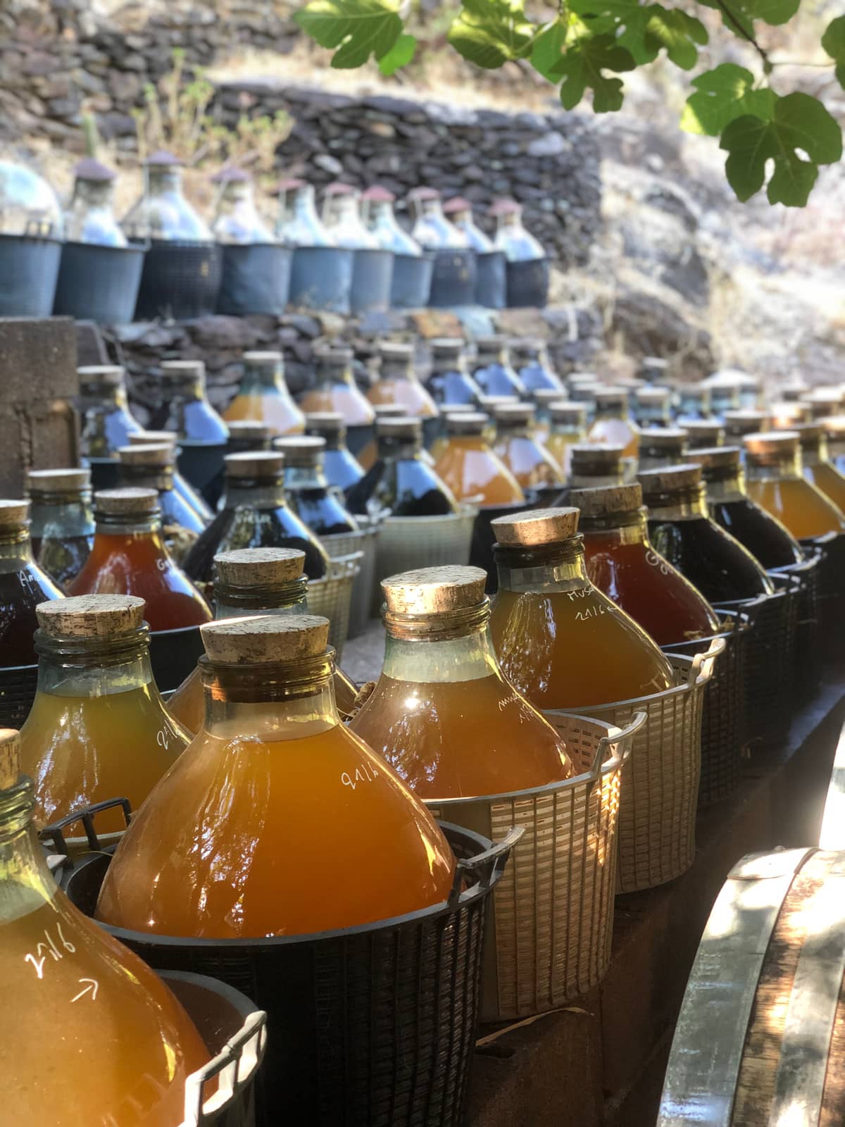 Illustration de l'événement : VISITE-DEGUSTATION A LA VINAIGRERIE LA GUINELLE