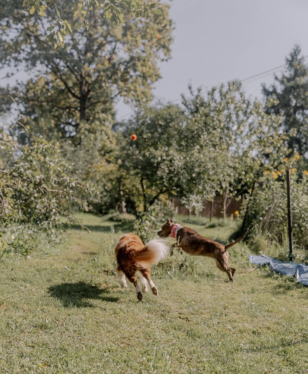 Illustration de l'événement : FESTIWOOF - JOURNÉE CANINE