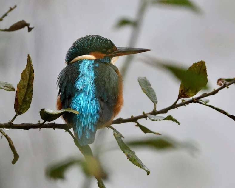 Illustration de l'événement : SORTIE NATURE : LES OISEAUX