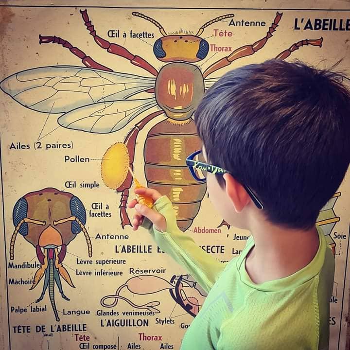 Illustration de l'événement : ATELIER CREATIF ET VISITE A LA MIELLERIE