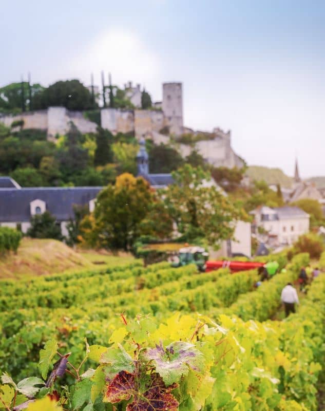 Illustration de l'événement : Vignobles en Scène !