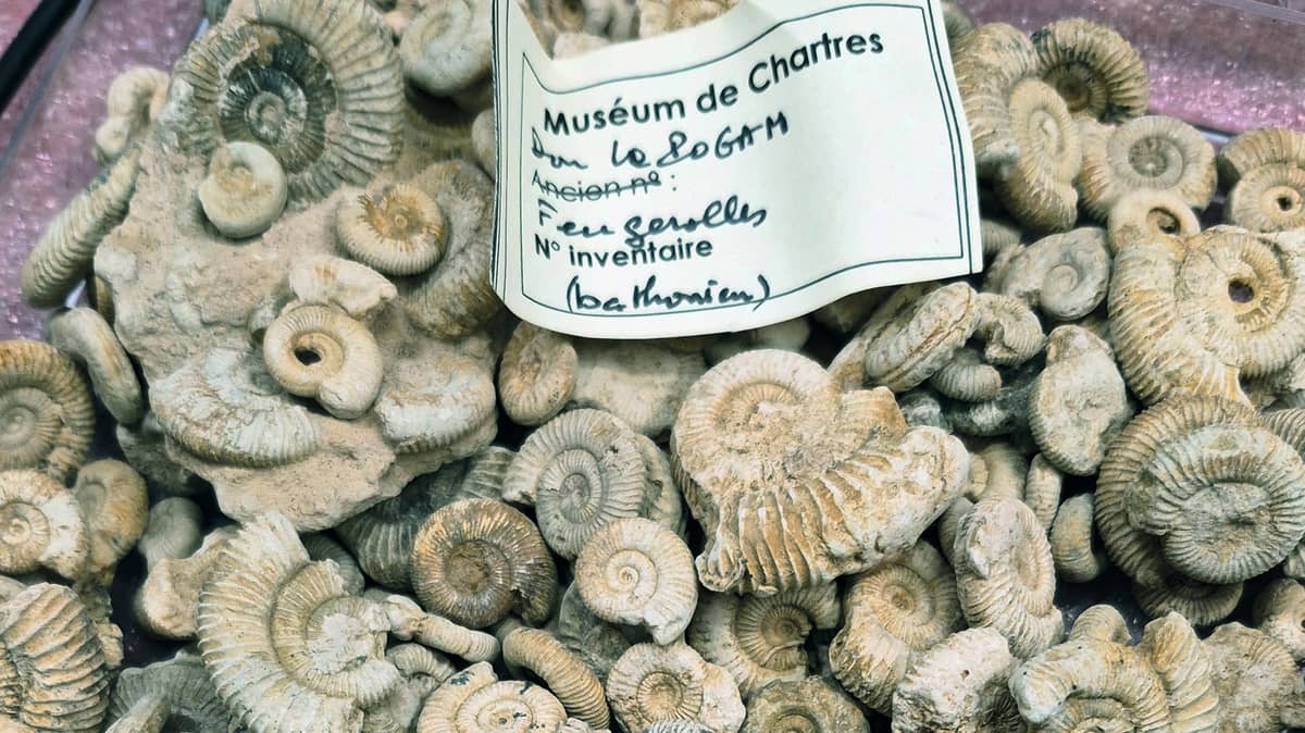 Illustration de l'événement : Jeudis de l'archéologie – Histoire du Muséum d’histoire naturelle de Chartres : les collections paléontologiques