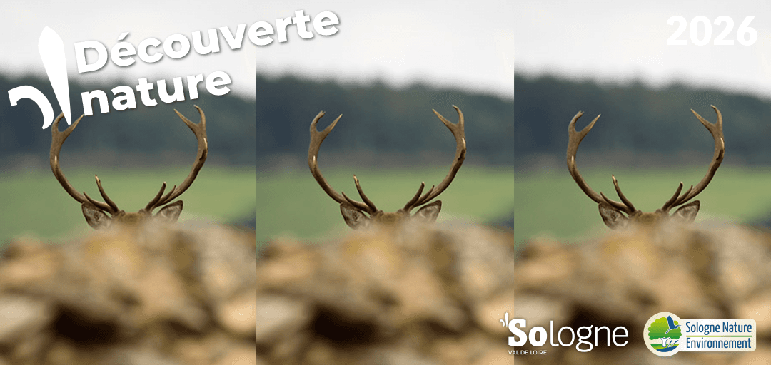 Illustration de l'événement : Découvertes Sologne Nature - Le brame du Cerf'rial lover