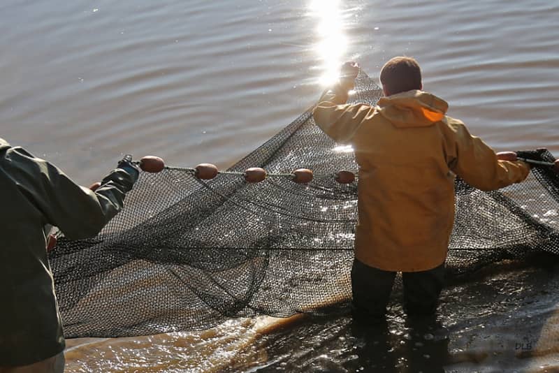 Illustration de l'événement : Découverte commentée d'une pêche d'étang