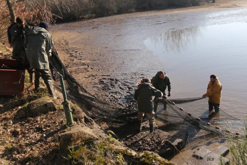 Illustration de l'événement : Découverte commentée d'une pêche d'étang