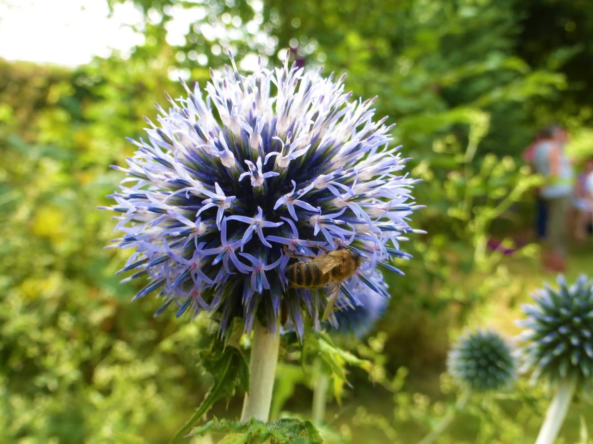 Illustration de l'événement : Bienvenue dans mon jardin au naturel : L'Oasis Inspire