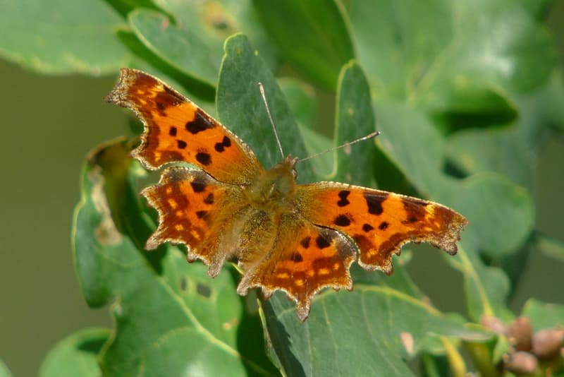 Illustration de l'événement : Sortie naturaliste accompagnée : Les papillons du site de Courpain