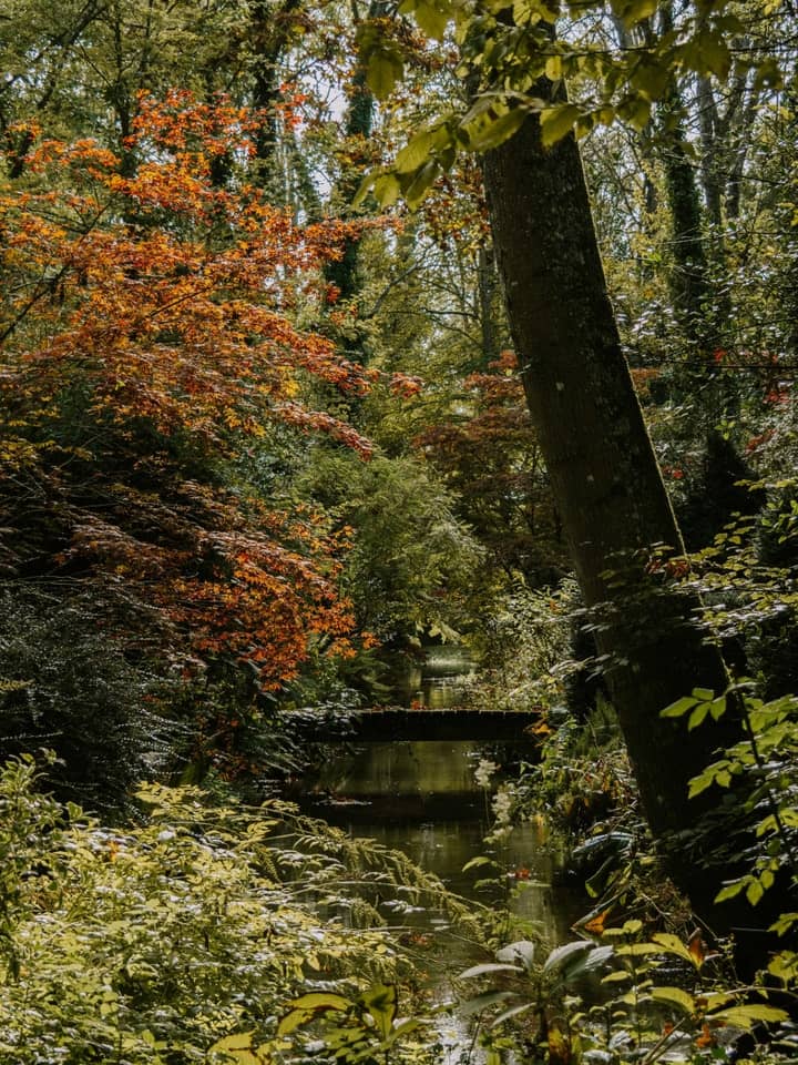 Illustration de l'événement : Les coloris d'automne à l'Arboretum d'Ilex