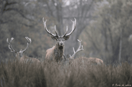 Illustration de l'événement : Brame du cerf en Sologne