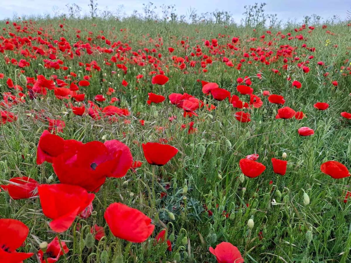 Illustration de l'événement : Voulons-nous vraiment des coquelicots ?