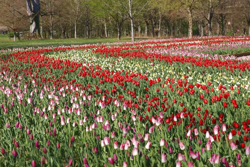 Illustration de l'événement : Jardins des Tulipes du château de Cheverny