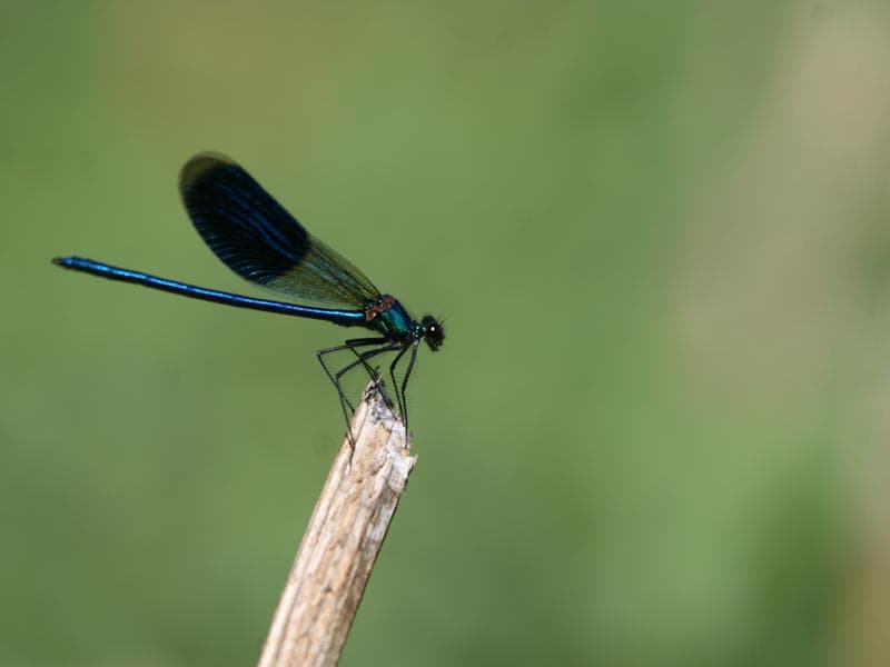 Illustration de l'événement : Demoiselle et libellules de la Réserve Naturelle Régionale Terres et Étangs de Brenne Massé-Foucault