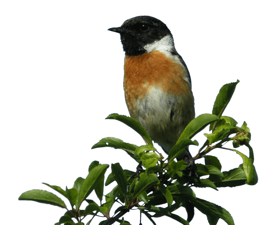 Illustration de l'événement : Observation des oiseaux de la zone humide du site de Courpain