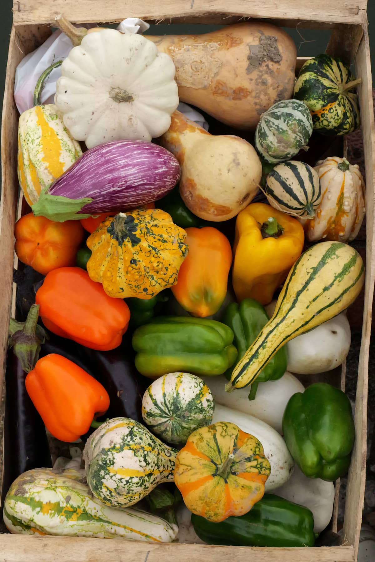 Illustration de l'événement : Les Journées du Potager