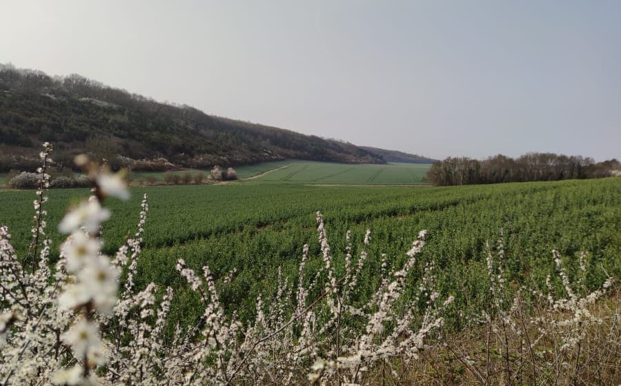 Illustration de l'événement : Balade découverte de la biodiversité d'un coteau calcaire