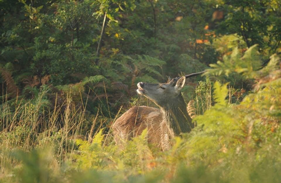 Illustration de l'événement : A la découverte des cervidés en forêt de Lancosme