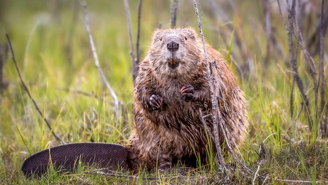 Illustration de l'événement : À la rencontre du castor en bateau de Loire