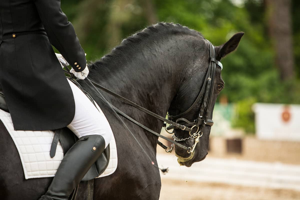Illustration de l'événement : CCE et Concours de Dressage
