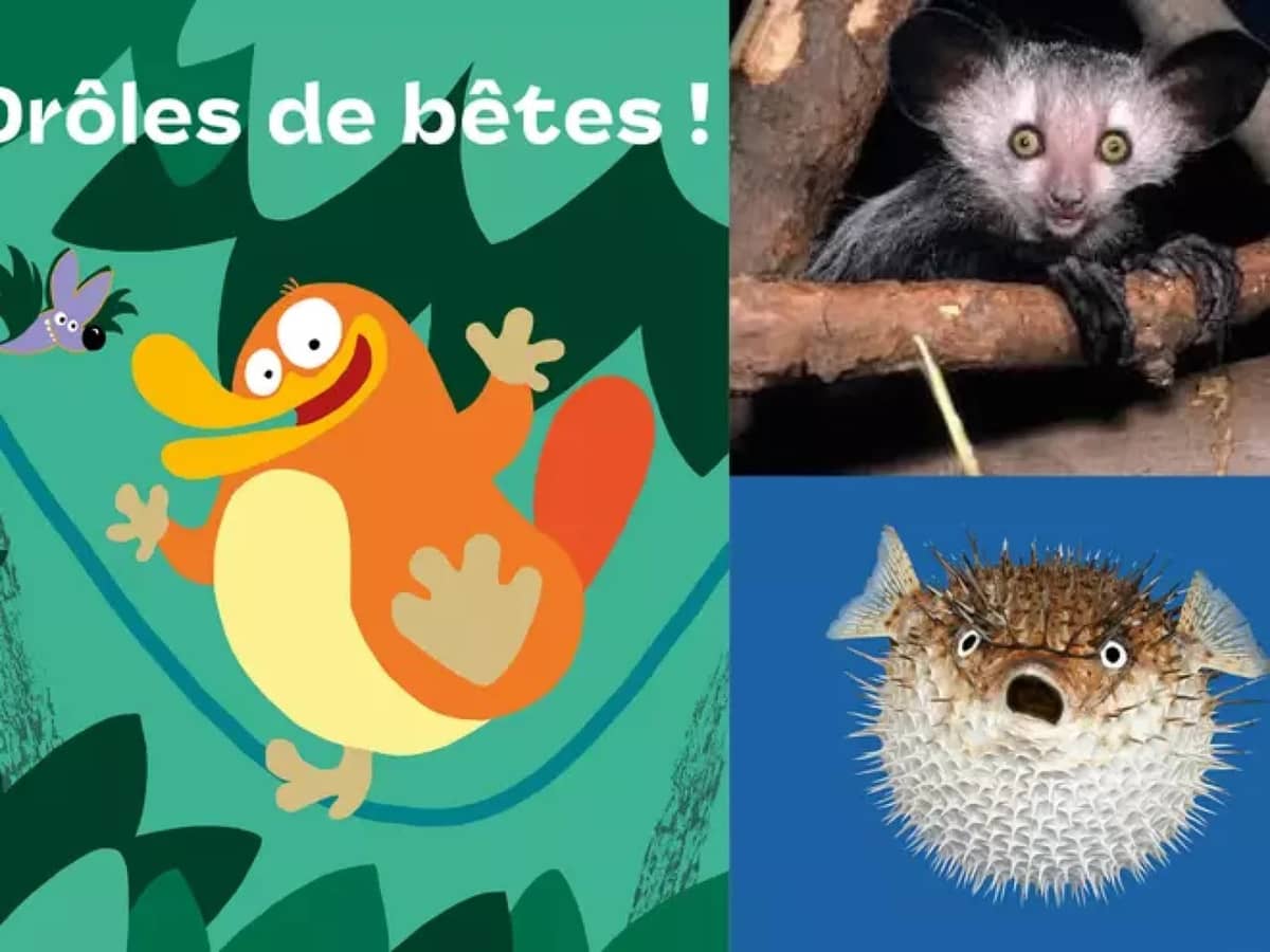 Illustration de l'événement : Exposition Drôles de bêtes !