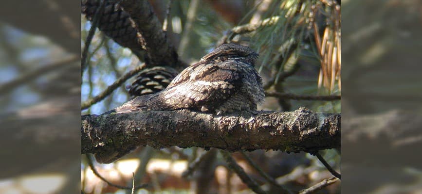 Illustration de l'événement : Sortie pédestre Les oiseaux forestiers crépusculaires et nocturnes