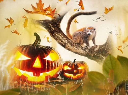 Illustration de l'événement : Halloween à la Haute-Touche