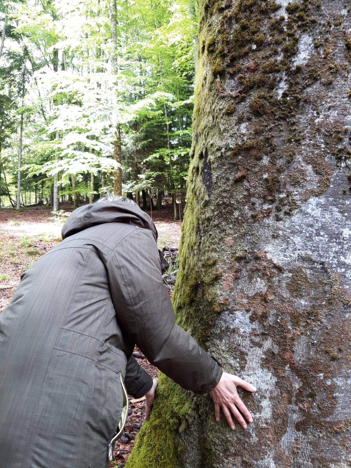 Illustration de l'événement : Séance de sylvothérapie : vivez votre 1er bain de forêt