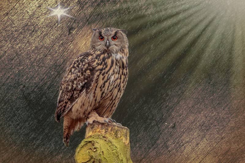 Illustration de l'événement : Balade hivernale avec l'Observatoire Loire