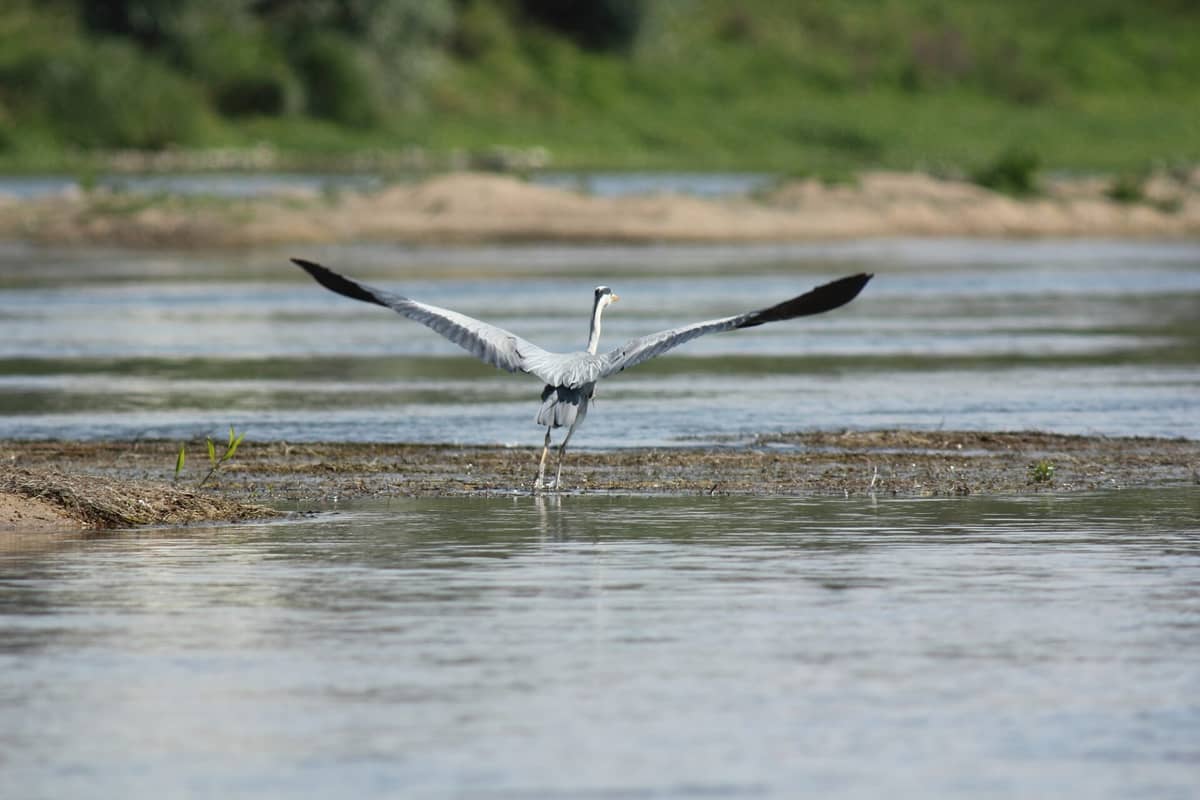 Illustration de l'événement : Rendez-vous avec l'Observatoire Loire - Embarquez avec un ornithologue