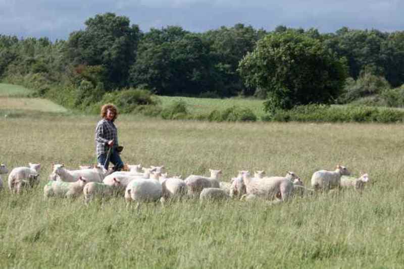Illustration de l'événement : Transhumance des brebis de la ferme de Gommiers ANNULE