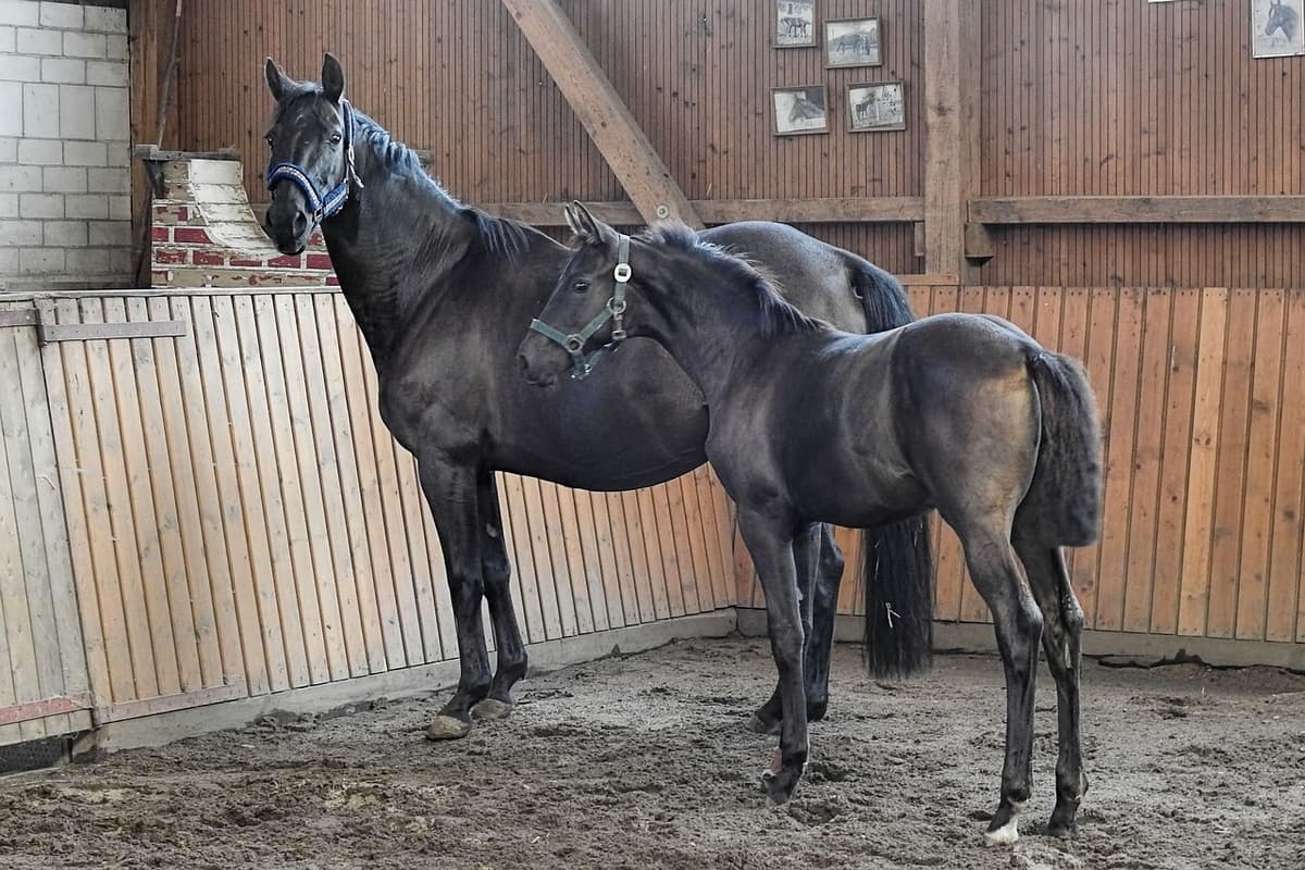 Illustration de l'événement : Modèles et allures poulinières et foals