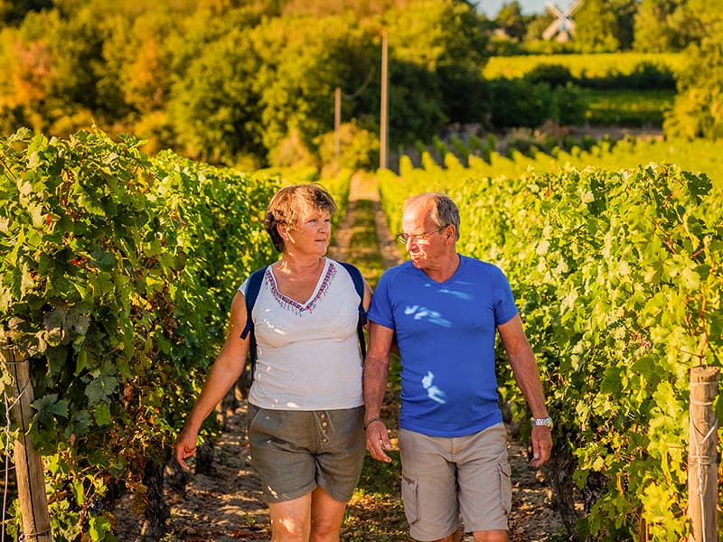 Illustration de l'événement : Vignes, Vins, Randos à Bourgueil !