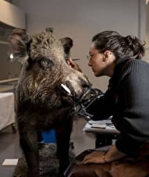 Illustration de l'événement : L’art et la manière de restaurer les animaux naturalisés