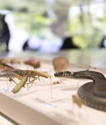 Illustration de l'événement : Connaître et protéger la biodiversité à Strasbourg : du musée aux réserves naturelles