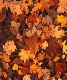 Illustration de l'événement : Petites histoires d’automne