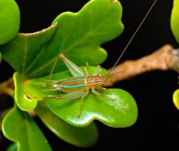 Illustration de l'événement : Du chant nocturne à l’assiette : relations culturelles aux insectes dans les îles tropicales