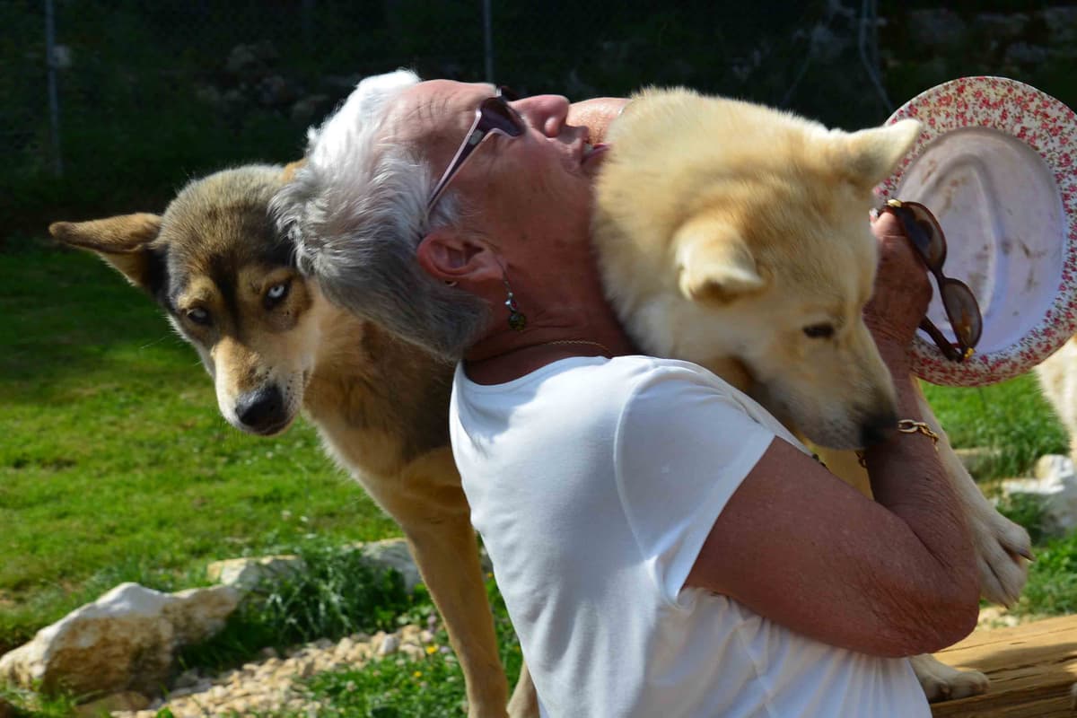 Illustration de l'événement : Visite de parc et immersion chiens de traineaux