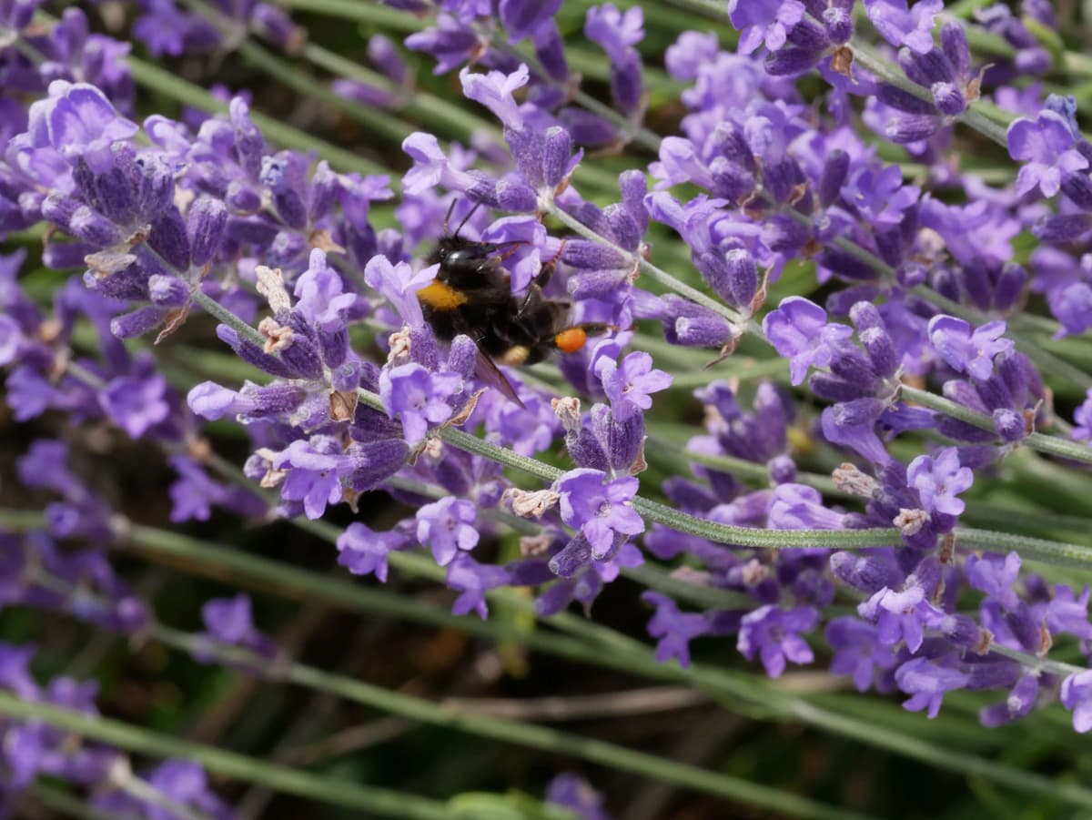 Illustration de l'événement : Écrire les sens au jardin : le toucher