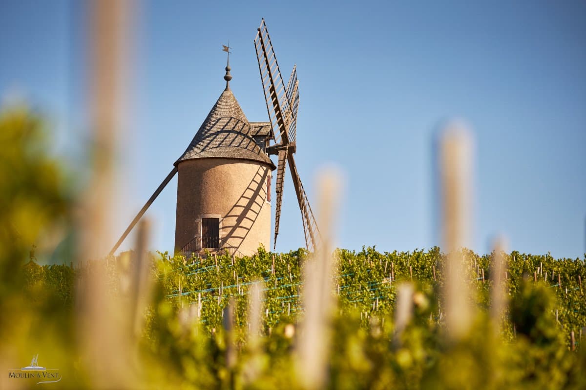 Illustration de l'événement : Bienvenue en Beaujonomie - Dîner au coeur du Moulin-à-Vent