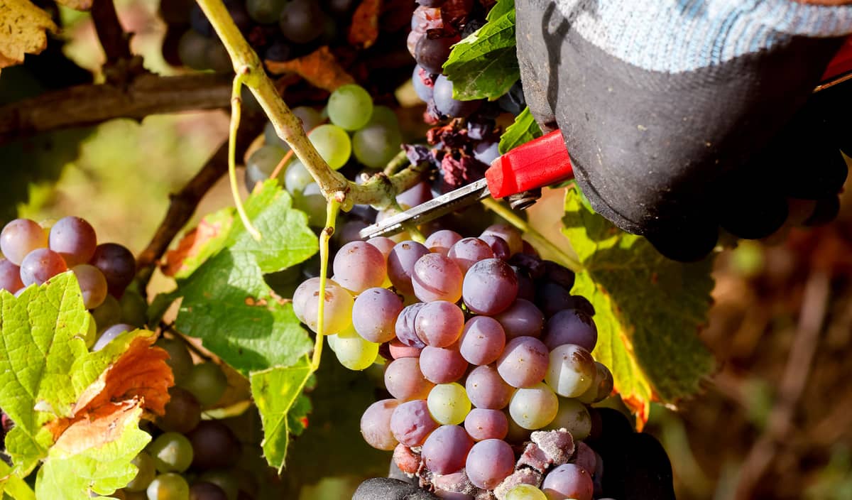 Illustration de l'événement : Visite guidée : Vin et dégustations