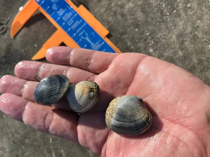 Illustration de l'événement : Pêche à pied en Bretagne – Sortie découverte à Saint-Jacut-de-la-mer avec un guide nature