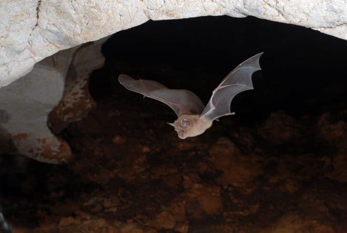 Illustration de l'événement : Les chauves-souris à Aubagne