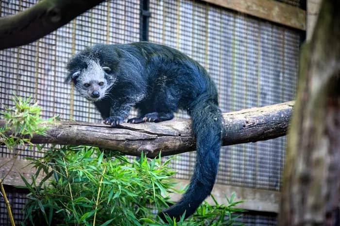 Illustration de l'événement : Zoo de Lille : Les journées de la conservation