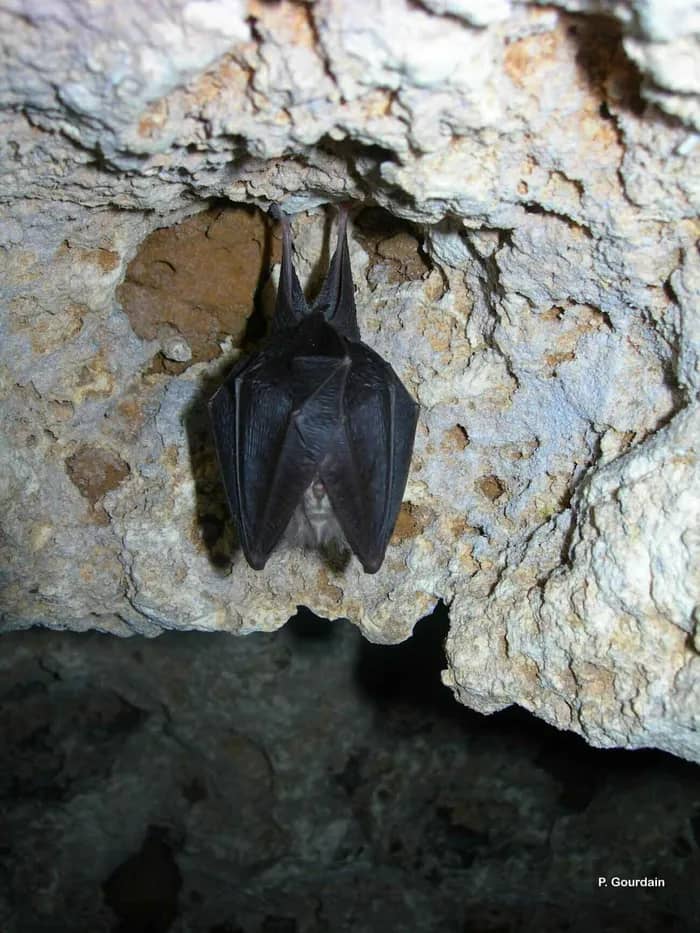 Illustration de l'événement : Nuit de la Chauve-souris