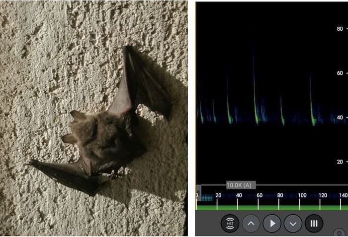 Illustration de l'événement : A la découverte des chauves-souris de "Briançon Vauban"