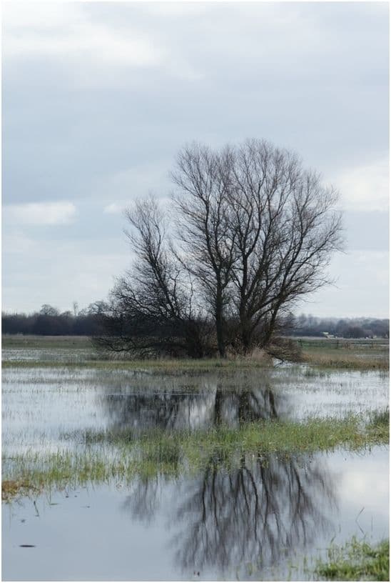 Illustration de l'événement : Réserve des marais de la Taute/50 : Stage de baguage
