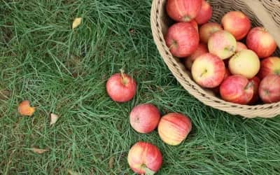 Illustration de l'événement : Les pommes savantes