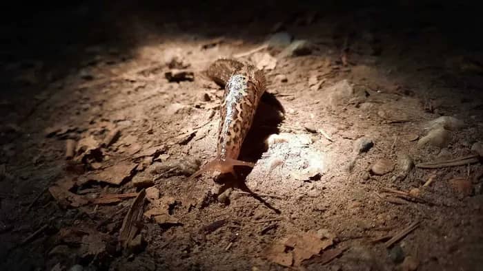 Illustration de l'événement : Sortie au crépuscule et la nuit au bord de l’Erdre de la Jonelière à la Desnerie