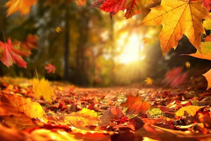 Illustration de l'événement : Fête de l’automne