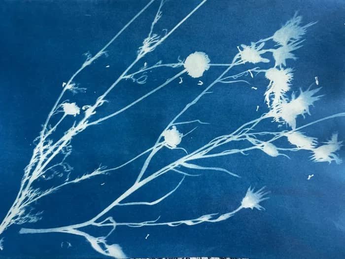 Illustration de l'événement : Atelier cyanotype au Musée du Terroir